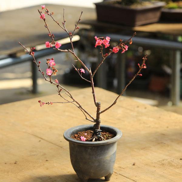 庭木 植木 桜の苗木 エレガンスみゆき 庭桜と庭梅の交雑新品種 N1728v 遊恵盆栽 Yahoo 店 通販 Yahoo ショッピング