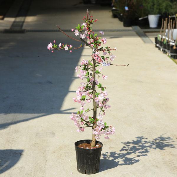 庭木 植木 花海棠 ハナカイドウ かいどう桜 はなかいどう N1732v 遊恵盆栽 Yahoo 店 通販 Yahoo ショッピング