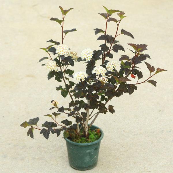 庭木 植木 アメリカコデマリ ディアボロ アメリカテマリシモツケ ポット N1736v 遊恵盆栽 Yahoo 店 通販 Yahoo ショッピング