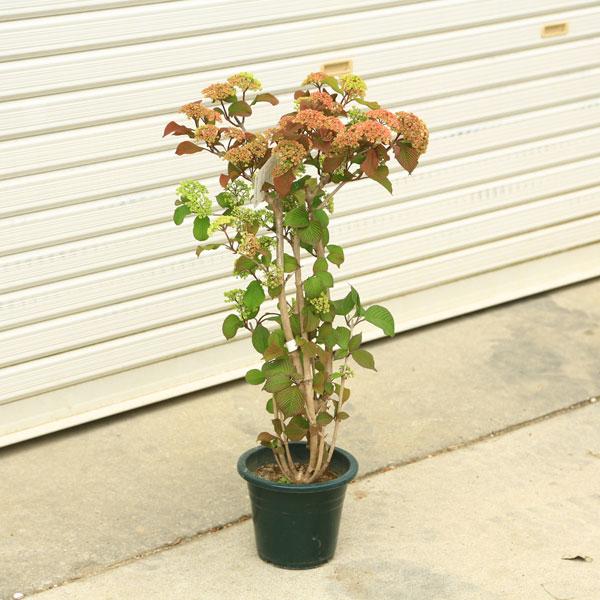 送料無料 庭木 植木 ピンクオオデマリ おおでまり ジェミニ ポット 桃花 大手毬 N1738v 遊恵盆栽 Yahoo 店 通販 Yahoo ショッピング