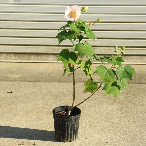 庭木 植木 酔芙蓉 すいふよう スイフヨウ ポット N1740v 遊恵盆栽 Yahoo 店 通販 Yahoo ショッピング