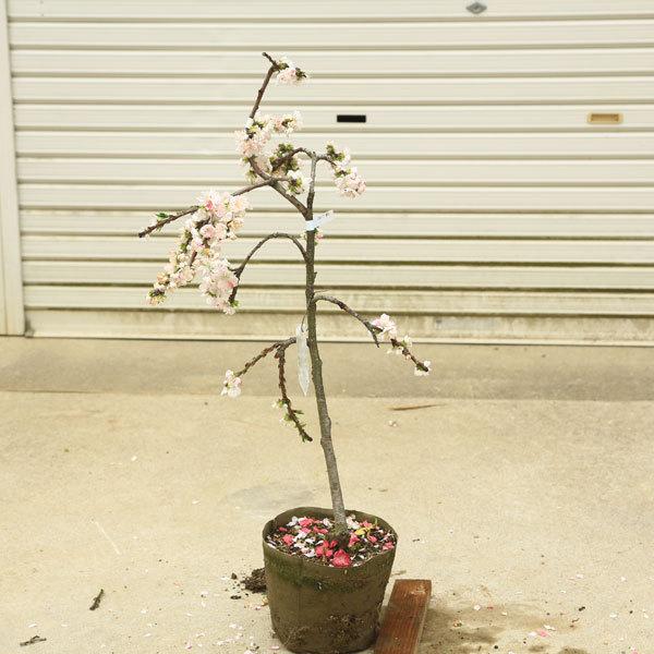 庭木 植木 源平しだれ桃 桃の木 花桃 現品限り 佐川急便発送 N1752v 12 遊恵盆栽 Yahoo 店 通販 Yahoo ショッピング