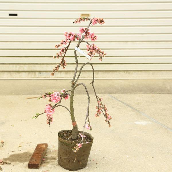 庭木 植木 しだれ桃 桃花 ピンク 桃の木 花桃 現品限り 佐川急便発送 N1752v 13 遊恵盆栽 Yahoo 店 通販 Yahoo ショッピング