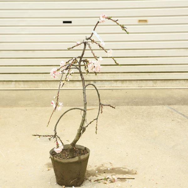 庭木 植木 源平しだれ桃 桃の木 花桃 現品限り 佐川急便発送 N1752v 5 遊恵盆栽 Yahoo 店 通販 Yahoo ショッピング