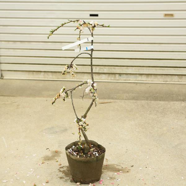 庭木 植木 源平しだれ桃 桃の木 花桃 現品限り 佐川急便発送 N1752v 7 遊恵盆栽 Yahoo 店 通販 Yahoo ショッピング