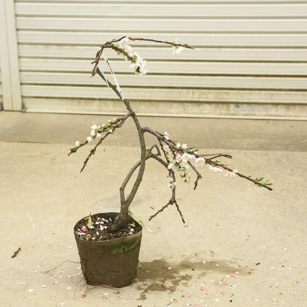 庭木 植木 源平しだれ桃 桃の木 花桃 現品限り 佐川急便発送 N1752v 8 遊恵盆栽 Yahoo 店 通販 Yahoo ショッピング