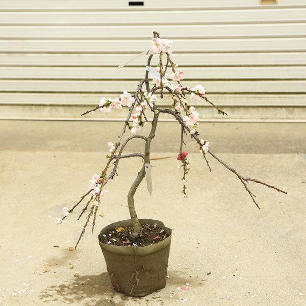 庭木 植木 源平しだれ桃 桃の木 花桃 現品限り 佐川急便発送 N1752v 9 遊恵盆栽 Yahoo 店 通販 Yahoo ショッピング