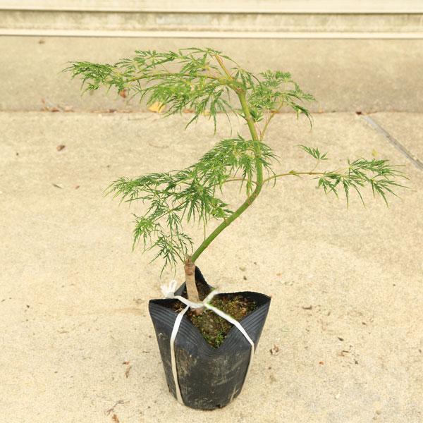 庭木・植木・盆栽向き：青しだれもみじ*(枝垂れもみじ)青枝垂れ