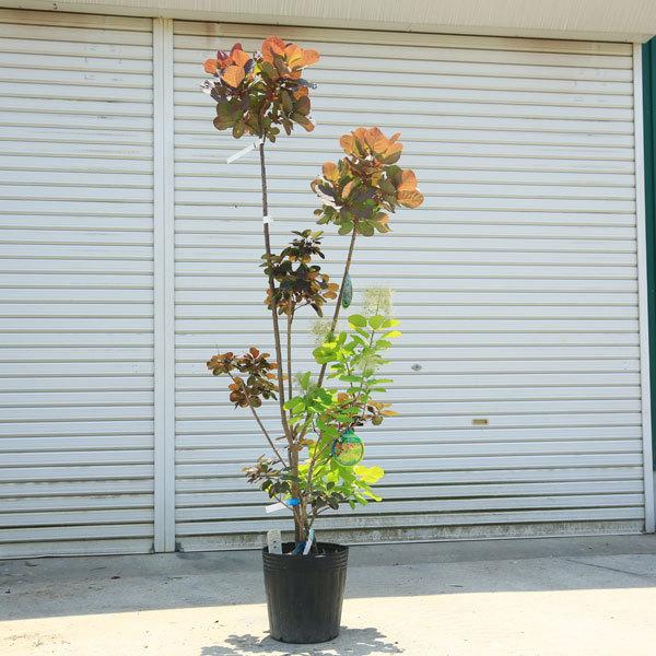 現品限り 庭木：スモークツリー トリプルツイスト（オールド