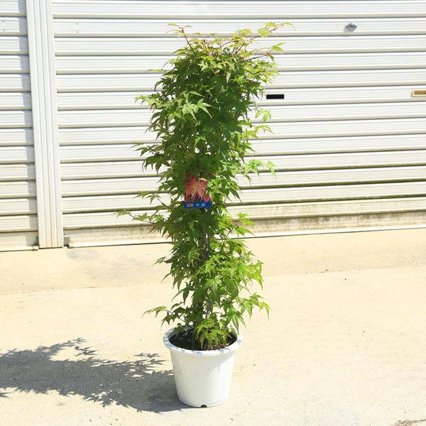 庭木 植木 ちしおモミジ 血汐 血潮 千染 もみじ 紅葉 ポット 佐川急便発送 N1769v 1 遊恵盆栽 Yahoo 店 通販 Yahoo ショッピング