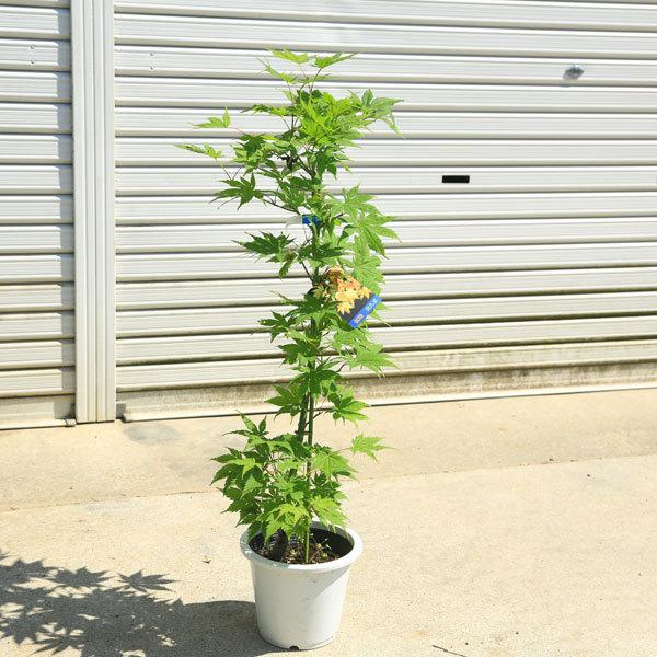 庭木 植木：きはちじょうモミジ（黄八丈）*もみじ 紅葉 ポット 佐川