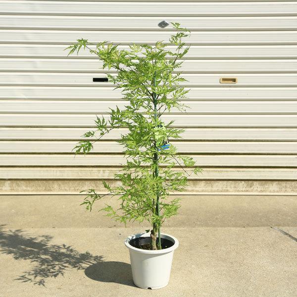 庭木 植木:シスターゴーストもみじ* 紅葉 ポット 佐川急便発送 庭木 植木:シスターゴーストもみじ* 紅葉 ポット 佐川急便発送