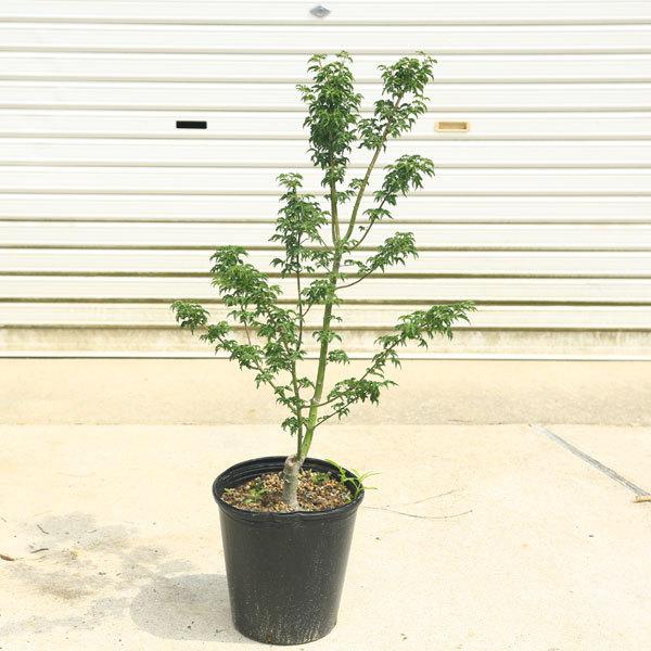 庭木 植木 獅子頭もみじ 紅葉 自然樹形 佐川急便発送 N1770v 1 遊恵盆栽 Yahoo 店 通販 Yahoo ショッピング