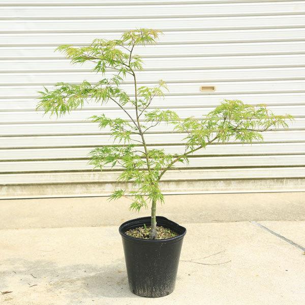 庭木 植木 青しだれもみじ 紅葉 自然樹形 佐川急便発送 N1770v 3 遊恵盆栽 Yahoo 店 通販 Yahoo ショッピング