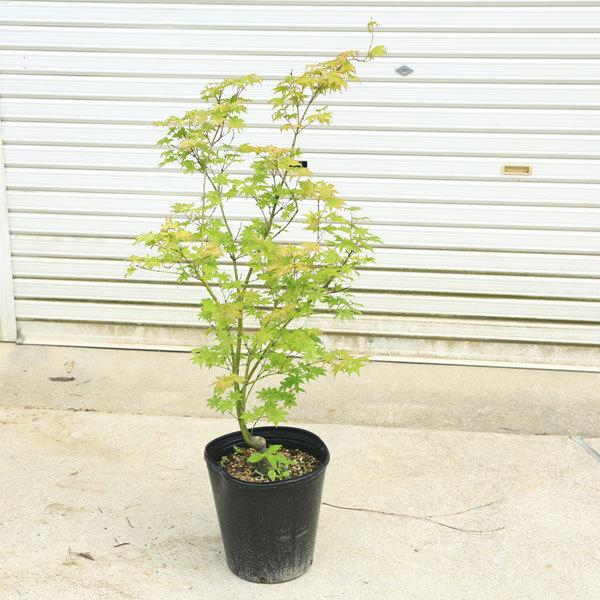 庭木 植木：鴫立沢もみじ（しぎたつさわ）* 紅葉 自然樹形 佐川急便