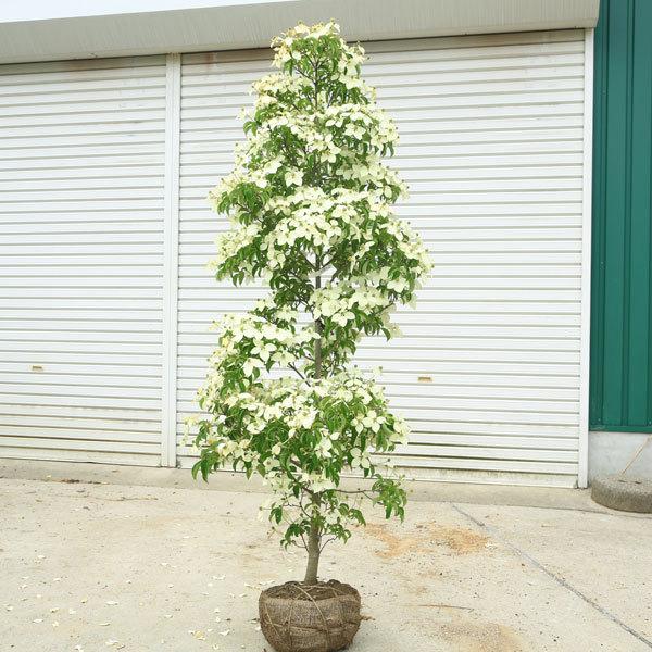 特選庭木：常緑ヤマボウシ（ホンコンエンシス）月光 樹高150ｃｍ 美品 ...