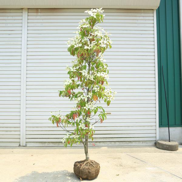 常緑ヤマボウシ 盆栽 植木の人気商品 通販 価格比較 価格 Com