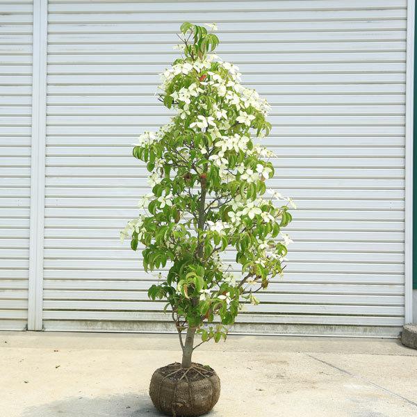 特選庭木 常緑ヤマボウシ ホンコンエンシス 月光 樹高130ｃｍ 現品限り 佐川急便 N1780v 3 遊恵盆栽 Yahoo 店 通販 Yahoo ショッピング