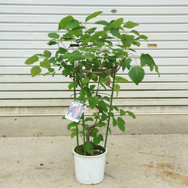 庭木 植木 果樹苗 ミツバアケビ 三つ葉あけび あけび 苗 佐川急便 N17v 遊恵盆栽 Yahoo 店 通販 Yahoo ショッピング