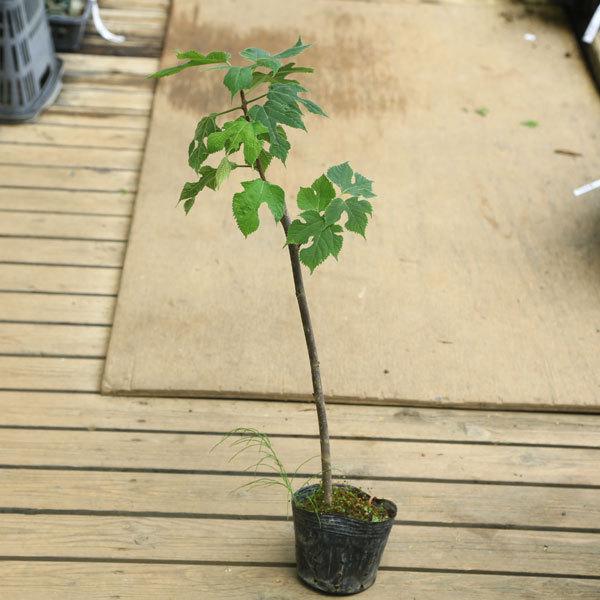 庭木苗：カジノキ（梶の木）50-70cm 佐川急便 : 遊恵盆栽 Yahoo!店