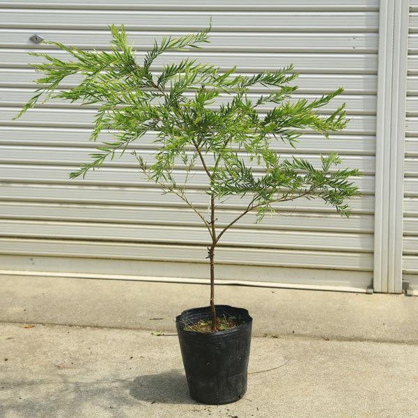 植木 盆栽 ミモザの人気商品 通販 価格比較 価格 Com