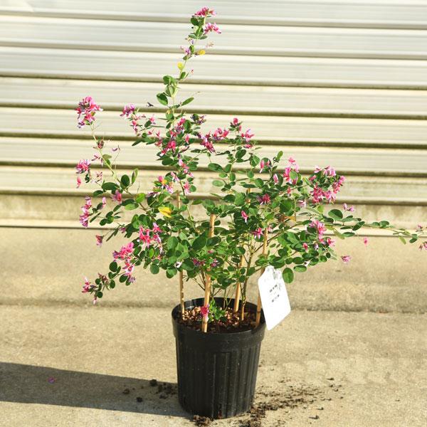 庭木 植木 はぎ 萩 ハギ 品種をお選びください エドシボリ ダルマハギ ミヤギノハギ 佐川急便 N1818v 遊恵盆栽 Yahoo 店 通販 Yahoo ショッピング