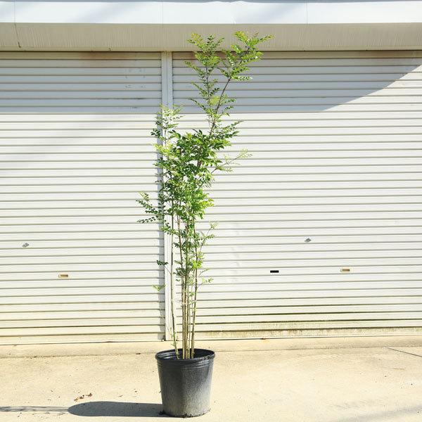 庭木 シマトネリコ 株立ち 現品一点限り 樹高 約170ｃｍ 佐川大型商品発送 N12v 1 遊恵盆栽 Yahoo 店 通販 Yahoo ショッピング