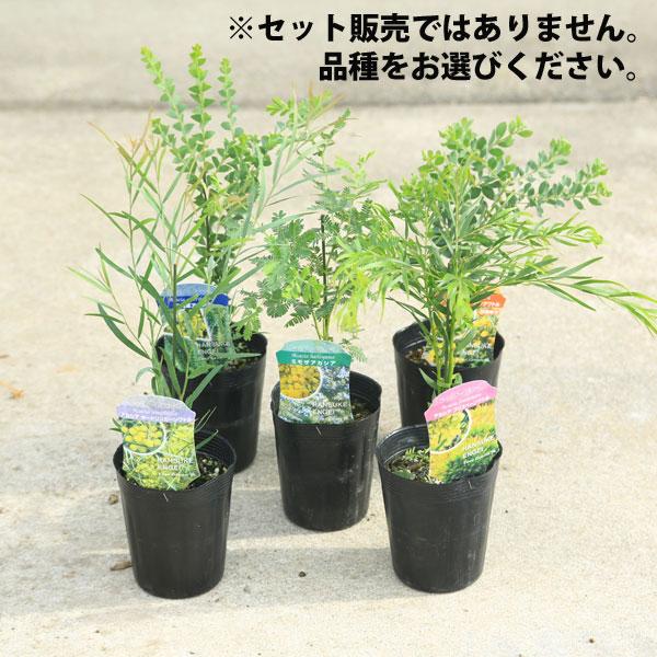 庭木 植木 ミモザ アカシア 品種をお選び下さい 佐川急便発送 N13v 遊恵盆栽 Yahoo 店 通販 Yahoo ショッピング