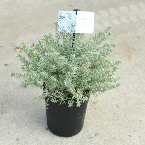 ローズマリーに似た植物ですが、こちらのほうが生育旺盛で育てやすいです。科目：シソ科／属名：ウェストリンギア属 ／非耐寒性常緑低木花時期：4月〜10月／耐寒温度5℃（環境・生育状況により変わります）撮影日：2021.10＊数量ものの為、写真と...