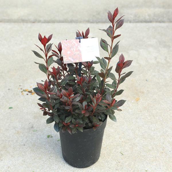 ؁@A؁FԗtccW@Jbp[Go[*5@hfh@}