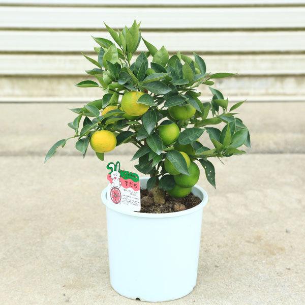 庭木 果樹 植木：すだち 酢橘 *スダチ 6号 佐川急便 苗木 : 遊恵