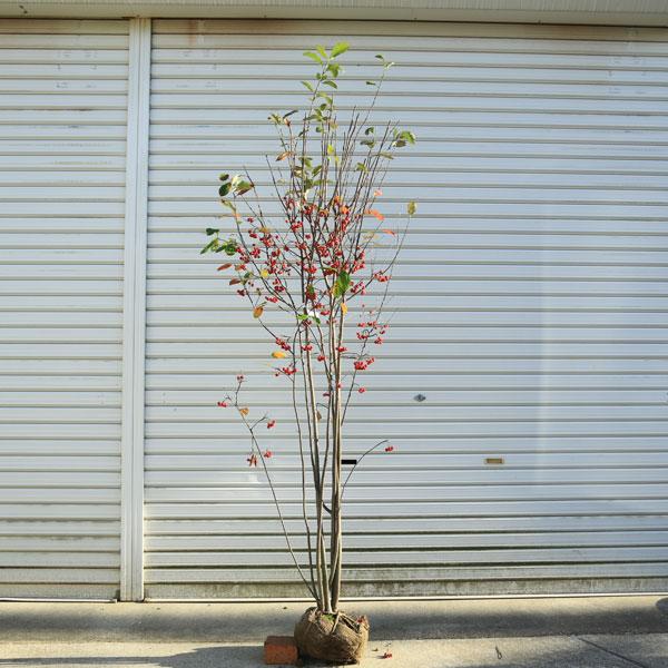 送料無料 庭木：クックベリー（赤実アロニア）特大株 樹高170cm 佐川