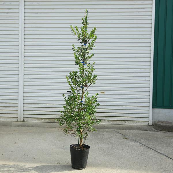 庭木 植木 ギンバイカ マートル 銀梅花 ポット 佐川急便 N1856v 遊恵盆栽 Yahoo 店 通販 Yahoo ショッピング