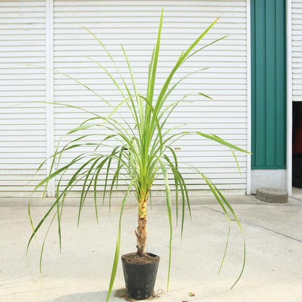 庭木 植木：ドラセナ（ニオイシュロラン）コルジリネ・オーストラリス