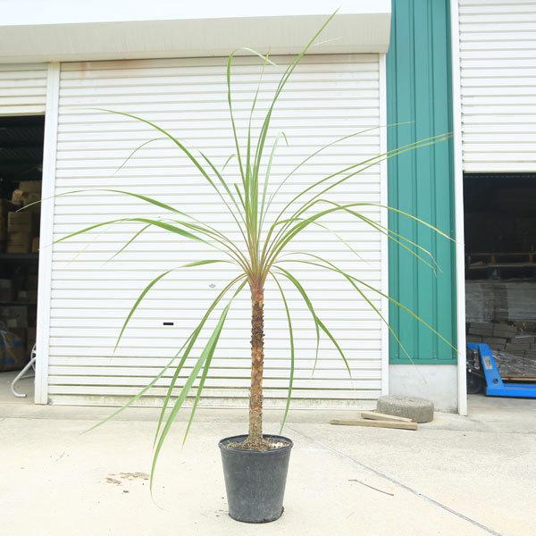 ドラセナ 植木の人気商品 通販 価格比較 価格 Com