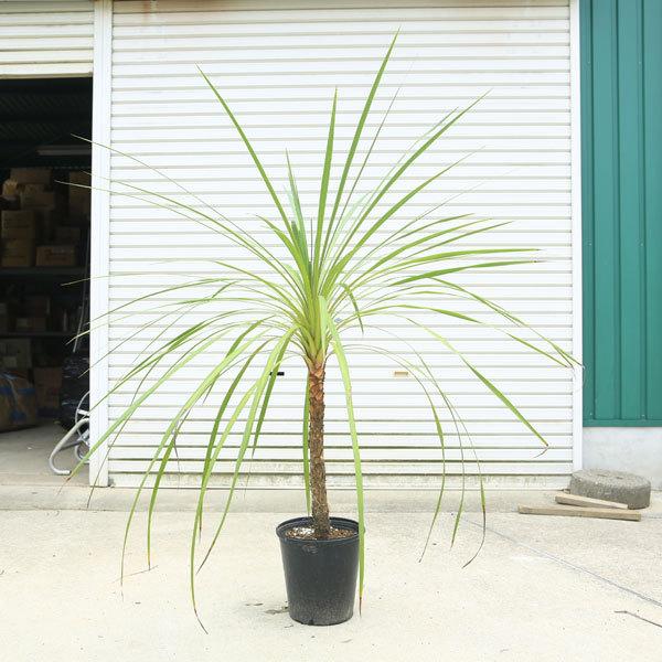 ドラセナ 植木の人気商品 通販 価格比較 価格 Com