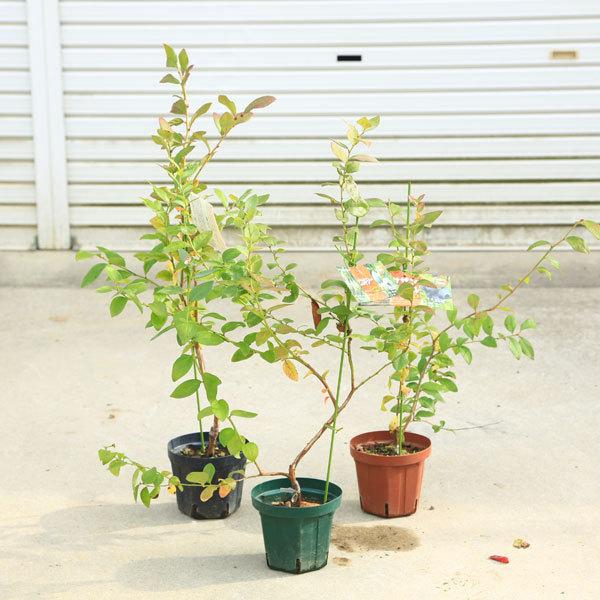 庭木 植木 果樹 品種選べる ブルーベリー サザンハイブッシュ系 佐川急便 N1865v 遊恵盆栽 Yahoo 店 通販 Yahoo ショッピング