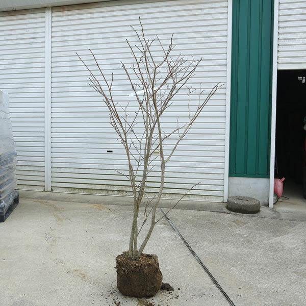 庭木：シラキ 白木 しらき* 樹高120cm 佐川急便発送 : 遊恵盆栽