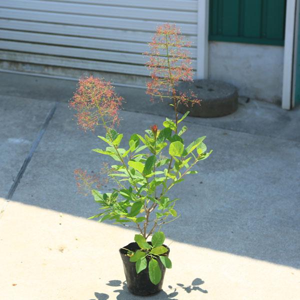 庭木 植木 苗：スモークツリー フレーム*5号 佐川急便 : 遊恵盆栽