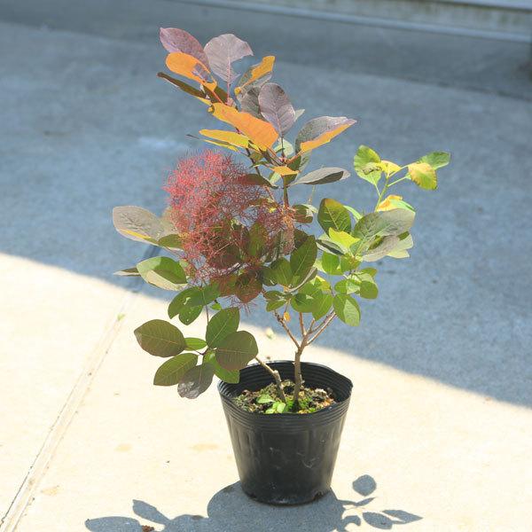 庭木 植木 苗：スモークツリー グレース*5号 グレイス 佐川急便 お花は
