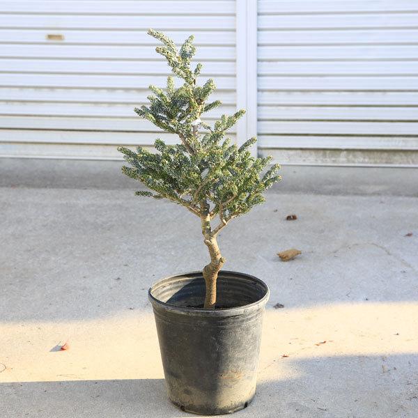 庭木 植木 苗：アビエスコレアナ シルバーショウ*小 現品をお届け 佐川