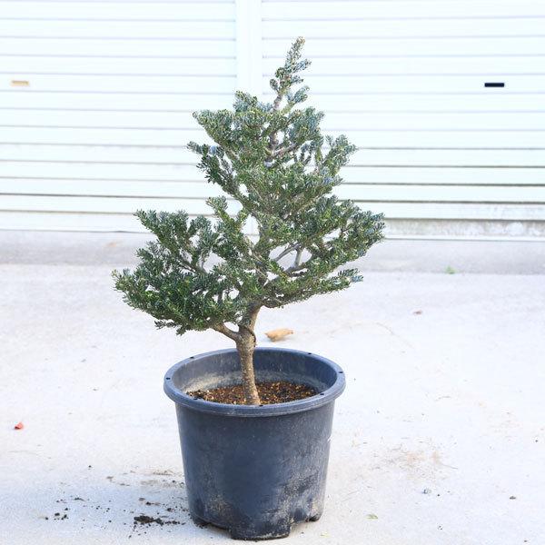庭木 植木 苗：アビエスコレアナ シルバーショウ*大 現品をお届け 佐川
