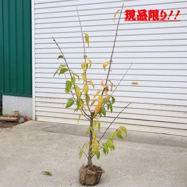 公式ショッピングサイト 一年生実生苗 満月ロウバイ苗木 蝋梅 2f3671af 売れ筋半額 Pn Batam Go Id