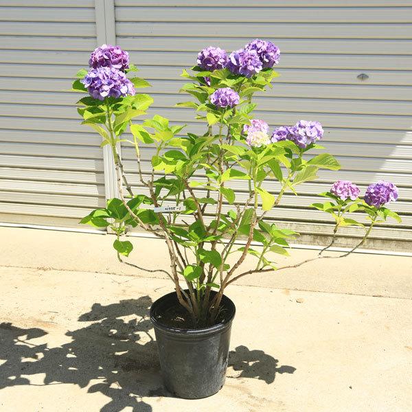 アジサイ　　美しい　紫陽花特大株　多年生　特大9号鉢　開花中 現品庭木・特大：紫陽花（あじさい）アジサイ 樹高80cm 写真の一点