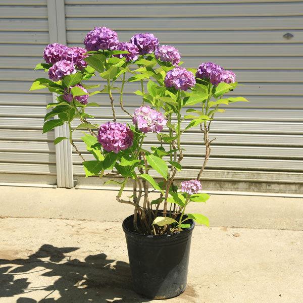 現品庭木・特大：紫陽花（あじさい）アジサイ 樹高80cm 写真の一点