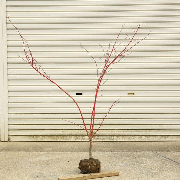 現品庭木 植木 サンゴカクもみじ 珊瑚閣 紅葉 樹高125ｃｍ 佐川急便発送 現品限り N1906v 2 遊恵盆栽 Yahoo 店 通販 Yahoo ショッピング