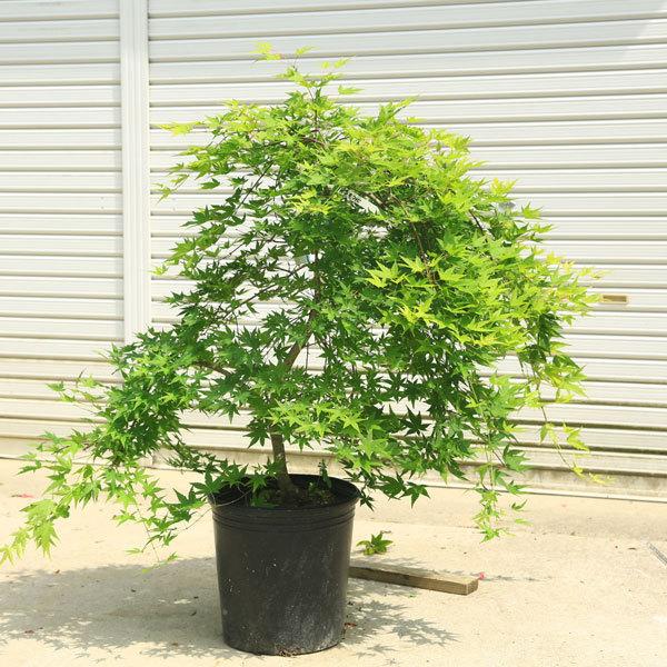 特選現品庭木 植木 流泉もみじ しだれもみじ 樹高80ｃｍ 全高110ｃｍ 佐川急便発送 現品限り N1907v 4 遊恵盆栽 Yahoo 店 通販 Yahoo ショッピング