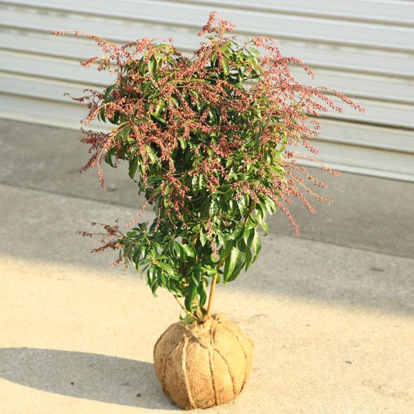 庭木・植木・馬酔木（あせび）アセビ 紅花 玉造り * : 遊恵盆栽 Yahoo