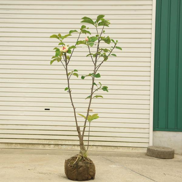 オオヤマレンゲ 盆栽 植木 植木 盆栽の人気商品 通販 価格比較 価格 Com