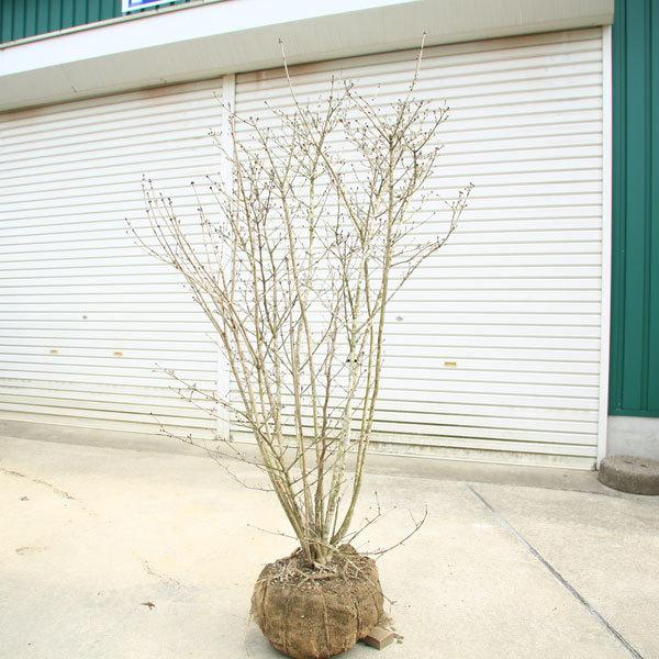 庭木 植木：特選 男ヨウゾメ 大株*現品をお届け オトコヨウゾメ おとこ